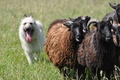 Bouvier des Ardennes / Bild 72 von 165 / 19.07.2014 14:46 / DSC_4304.JPG