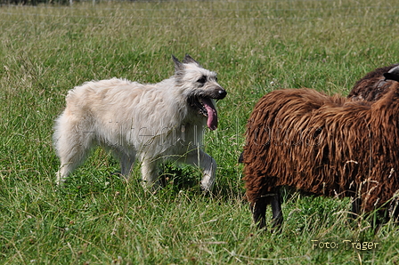 Bouvier des Ardennes / Bild 71 von 165 / 19.07.2014 14:46 / DSC_4315.JPG