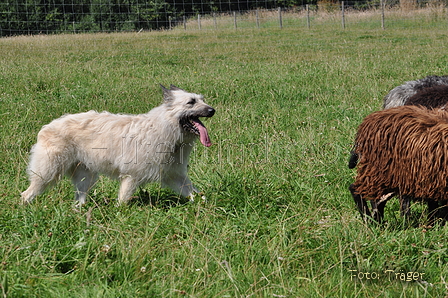 Bouvier des Ardennes / Bild 70 von 165 / 19.07.2014 14:46 / DSC_4326.JPG