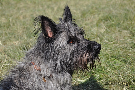 Bouvier des Ardennes / Bild 69 von 165 / 19.07.2014 17:01 / DSC_4343.JPG