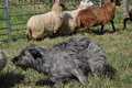 Bouvier des Ardennes / Bild 68 von 165 / 19.07.2014 17:04 / DSC_4376.JPG