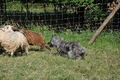 Bouvier des Ardennes / Bild 67 von 165 / 19.07.2014 17:06 / DSC_4394.JPG