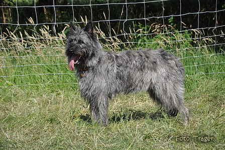 Bouvier des Ardennes / Bild 66 von 165 / 19.07.2014 17:11 / DSC_4424.JPG