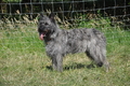 Bouvier des Ardennes / Bild 66 von 165 / 19.07.2014 17:11 / DSC_4424.JPG