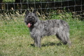 Bouvier des Ardennes / Bild 65 von 165 / 19.07.2014 17:11 / DSC_4425.JPG