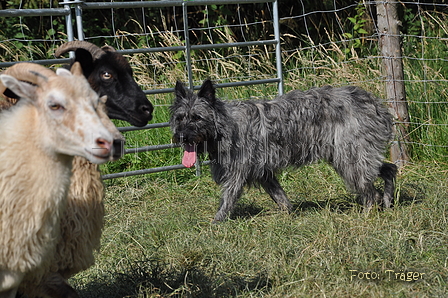 Bouvier des Ardennes / Bild 64 von 165 / 19.07.2014 17:11 / DSC_4430.JPG