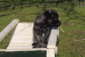 Bouvier des Ardennes / Bild 62 von 165 / 27.02.2016 12:15 / DSC_5401.JPG