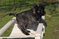 Bouvier des Ardennes / Bild 61 von 165 / 27.02.2016 12:15 / DSC_5408.JPG