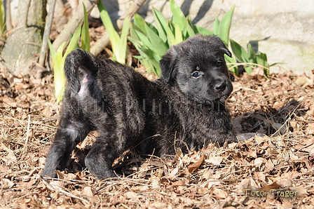 Bouvier des Ardennes / Bild 60 von 165 / 27.02.2016 12:20 / DSC_5495.JPG