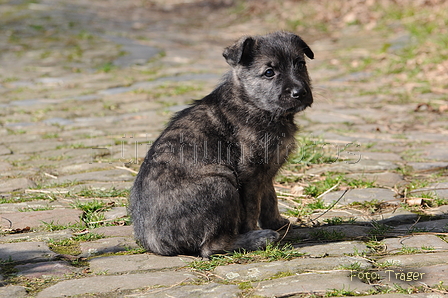 Bouvier des Ardennes / Bild 56 von 165 / 27.02.2016 12:28 / DSC_5634.JPG