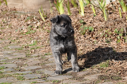 Bouvier des Ardennes / Bild 54 von 165 / 27.02.2016 12:28 / DSC_5656.JPG