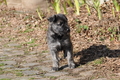 Bouvier des Ardennes / Bild 54 von 165 / 27.02.2016 12:28 / DSC_5656.JPG