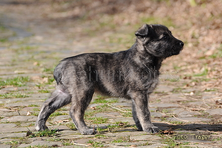 Bouvier des Ardennes / Bild 53 von 165 / 27.02.2016 12:29 / DSC_5676.JPG