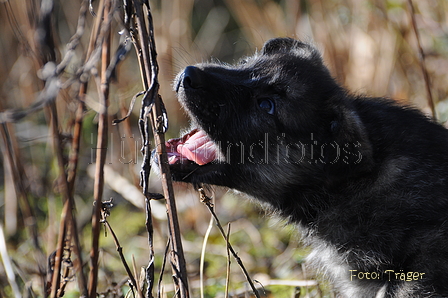 Bouvier des Ardennes / Bild 51 von 165 / 27.02.2016 12:30 / DSC_5696.JPG