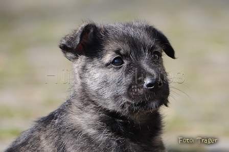 Bouvier des Ardennes / Bild 50 von 165 / 27.02.2016 12:32 / DSC_5732.JPG