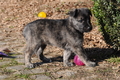 Bouvier des Ardennes / Bild 49 von 165 / 27.02.2016 12:32 / DSC_5747.JPG