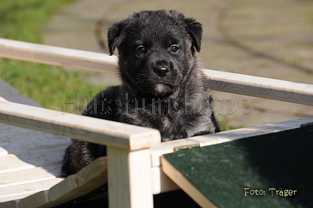 Bouvier des Ardennes / Bild 47 von 165 / 27.02.2016 12:33 / DSC_5762.JPG