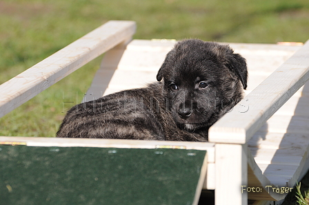 Bouvier des Ardennes / Bild 43 von 165 / 27.02.2016 12:36 / DSC_5847.JPG