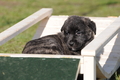 Bouvier des Ardennes / Bild 43 von 165 / 27.02.2016 12:36 / DSC_5847.JPG