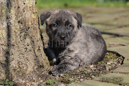 Bouvier des Ardennes / Bild 40 von 165 / 27.02.2016 12:41 / DSC_5910.JPG