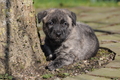 Bouvier des Ardennes / Bild 40 von 165 / 27.02.2016 12:41 / DSC_5910.JPG