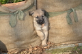 Bouvier des Ardennes / Bild 38 von 165 / 27.02.2016 15:40 / DSC_7603.JPG