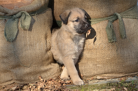 Bouvier des Ardennes / Bild 37 von 165 / 27.02.2016 15:40 / DSC_7609.JPG