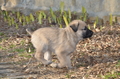 Bouvier des Ardennes / Bild 36 von 165 / 27.02.2016 15:43 / DSC_7641.JPG