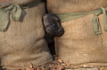 Bouvier des Ardennes / Bild 35 von 165 / 27.02.2016 15:43 / DSC_7650.JPG