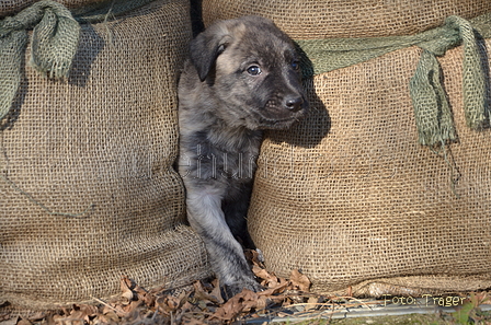 Bouvier des Ardennes / Bild 34 von 165 / 27.02.2016 15:44 / DSC_7655.JPG