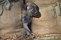 Bouvier des Ardennes / Bild 34 von 165 / 27.02.2016 15:44 / DSC_7655.JPG