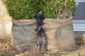 Bouvier des Ardennes / Bild 31 von 165 / 27.02.2016 15:49 / DSC_7754.JPG