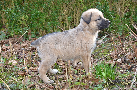 Bouvier des Ardennes / Bild 26 von 165 / 27.02.2016 15:58 / DSC_7942.JPG