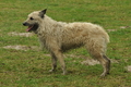 Bouvier des Ardennes / Bild 25 von 165 / 10.03.2019 11:31 / DSC_2693.JPG