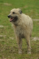 Bouvier des Ardennes / Bild 24 von 165 / 10.03.2019 11:32 / DSC_2706.JPG