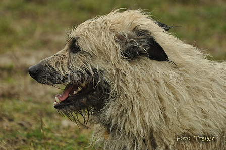 Bouvier des Ardennes / Bild 23 von 165 / 10.03.2019 11:32 / DSC_2709.JPG