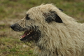 Bouvier des Ardennes / Bild 23 von 165 / 10.03.2019 11:32 / DSC_2709.JPG