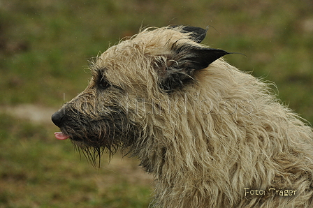 Bouvier des Ardennes / Bild 22 von 165 / 10.03.2019 11:37 / DSC_2745.JPG