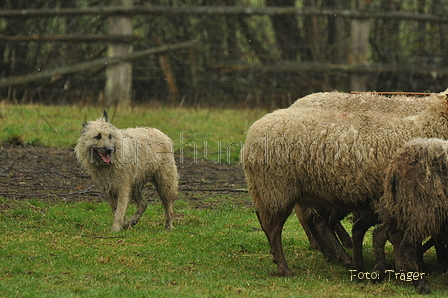 Bouvier des Ardennes / Bild 21 von 165 / 10.03.2019 11:39 / DSC_2757.JPG