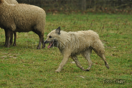 Bouvier des Ardennes / Bild 20 von 165 / 10.03.2019 11:43 / DSC_2829.JPG