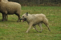 Bouvier des Ardennes / Bild 20 von 165 / 10.03.2019 11:43 / DSC_2829.JPG