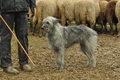 Bouvier des Ardennes / Bild 19 von 165 / 10.03.2019 12:40 / DSC_3337.JPG