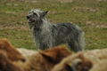 Bouvier des Ardennes / Bild 18 von 165 / 10.03.2019 12:47 / DSC_3390.JPG