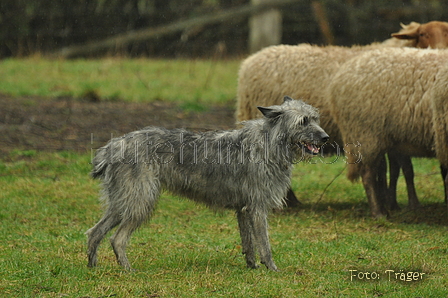 Bouvier des Ardennes / Bild 17 von 165 / 10.03.2019 12:49 / DSC_3427.JPG