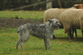 Bouvier des Ardennes / Bild 17 von 165 / 10.03.2019 12:49 / DSC_3427.JPG