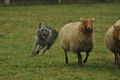 Bouvier des Ardennes / Bild 16 von 165 / 10.03.2019 12:54 / DSC_3499.JPG