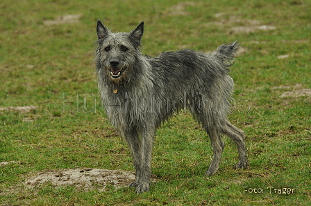 Bouvier des Ardennes / Bild 15 von 165 / 10.03.2019 12:55 / DSC_3513.JPG