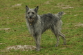 Bouvier des Ardennes / Bild 15 von 165 / 10.03.2019 12:55 / DSC_3513.JPG