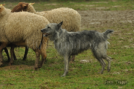 Bouvier des Ardennes / Bild 12 von 165 / 10.03.2019 12:57 / DSC_3534.JPG