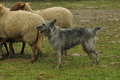 Bouvier des Ardennes / Bild 12 von 165 / 10.03.2019 12:57 / DSC_3534.JPG